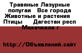 Травяные Лазурные попугаи - Все города Животные и растения » Птицы   . Дагестан респ.,Махачкала г.